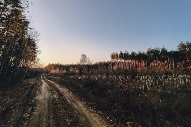 Strada forestale sotto i raggi del sole al tramonto. Vicolo che attraversa la pineta autunnale all'alba o al tramonto