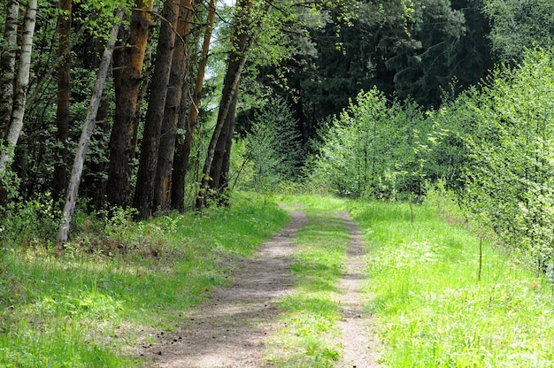 Strada forestale su una soleggiata mattina di maggio Regione di Mosca Russia