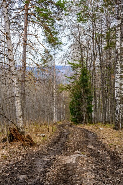 Strada forestale sud urale con una vegetazione paesaggistica unica e diversità della natura in primavera