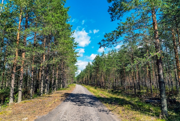 Strada forestale tra i pini in una giornata di sole. Regione di Leningrado.