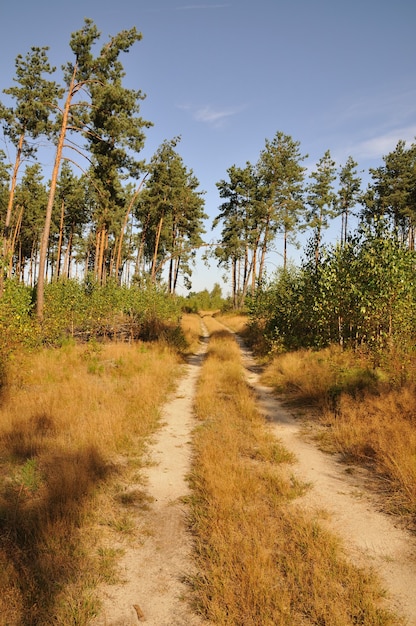 Strada forestale