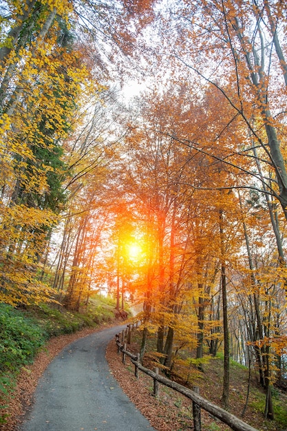 Strada in autunno