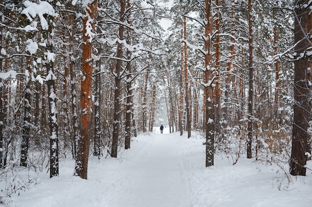 Strada in inverno con foresta innevata