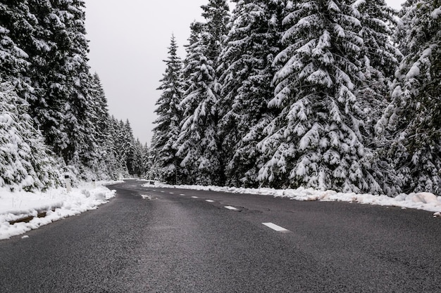 Strada in mezzo agli alberi contro il cielo durante l'inverno