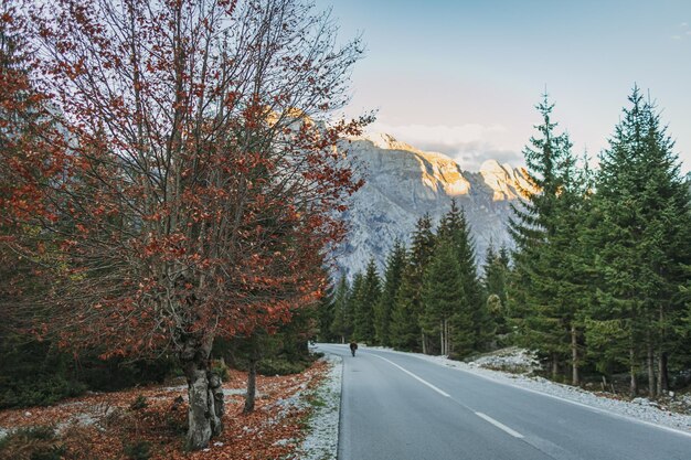 Strada in mezzo agli alberi contro il cielo