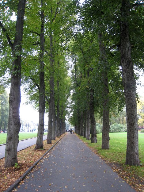 Strada in mezzo agli alberi contro il cielo