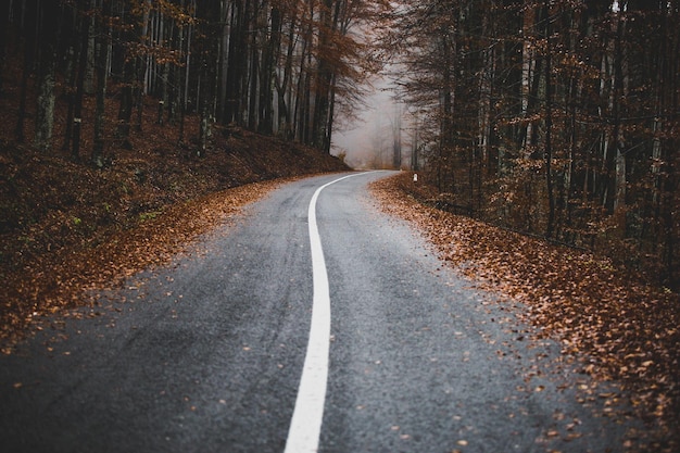 Strada in mezzo agli alberi contro il cielo