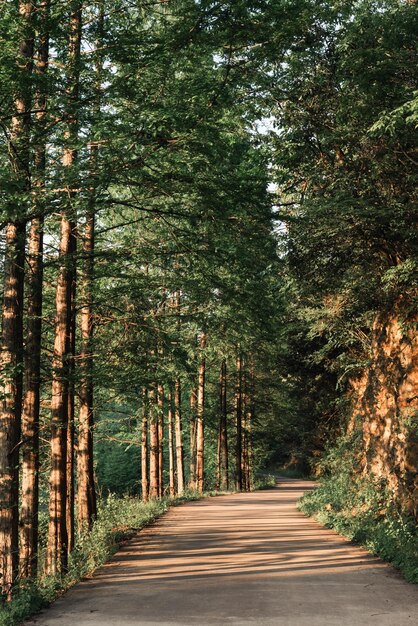 Strada in mezzo agli alberi della foresta