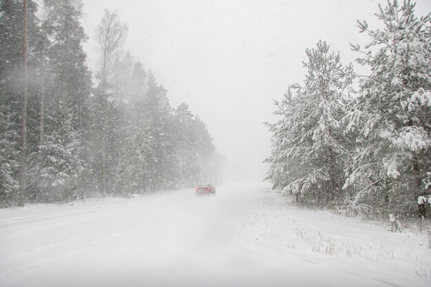 Strada in mezzo agli alberi in inverno