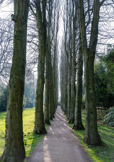 Strada in mezzo agli alberi nel parco