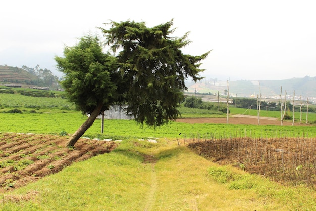 Strada in mezzo al prato e c'è un bellissimo paesaggio sullo sfondo dell'albero