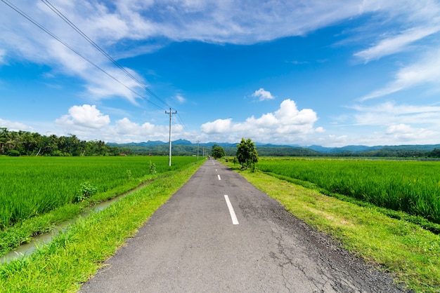 strada in mezzo alla risaia