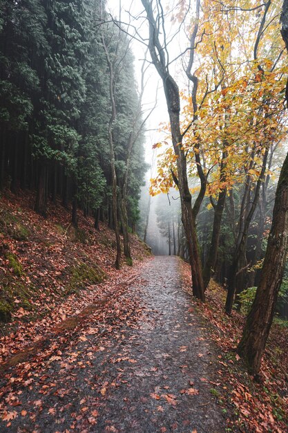 strada in montagna nella stagione autunnale, foglie autunnali e colori autunnali.