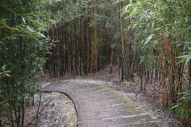 Strada in natura con molti alberi di bambù ambiente mistico