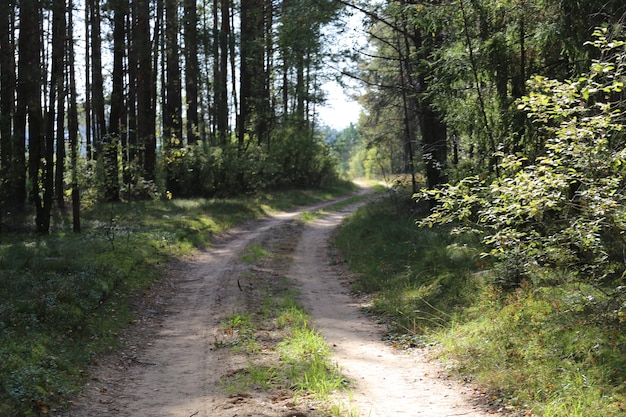 Strada in un bosco