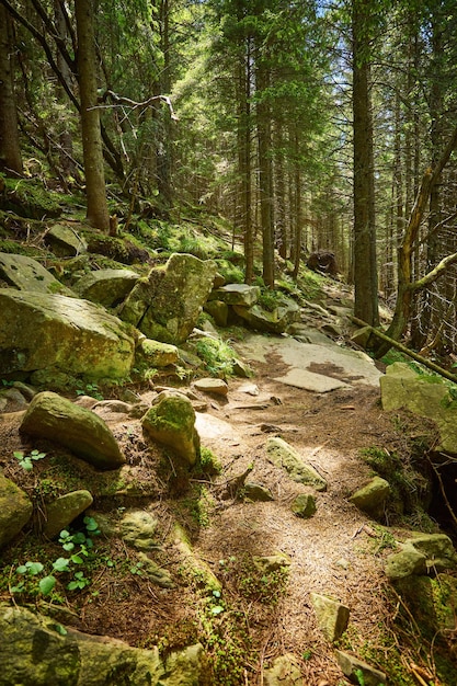 Strada in una bellissima strada forestale