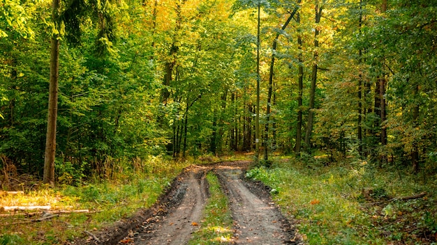 Strada in una foresta della Bassa Slesia, Polonia