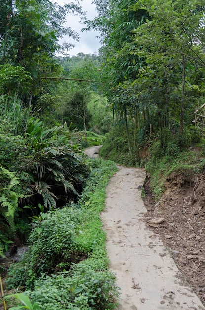 Strada in una giungla del Vietnam