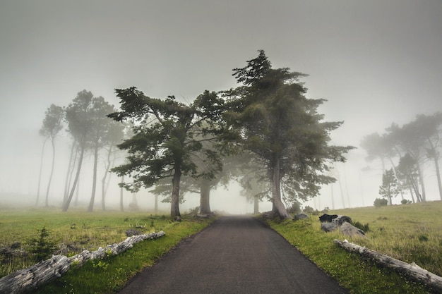 Strada in una mattinata nebbiosa