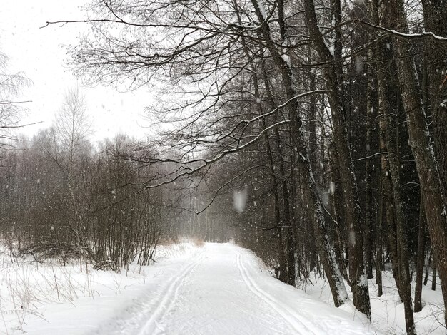 Strada innevata con tracce di sci nella foresta nel paesaggio invernale di abbondanti nevicate