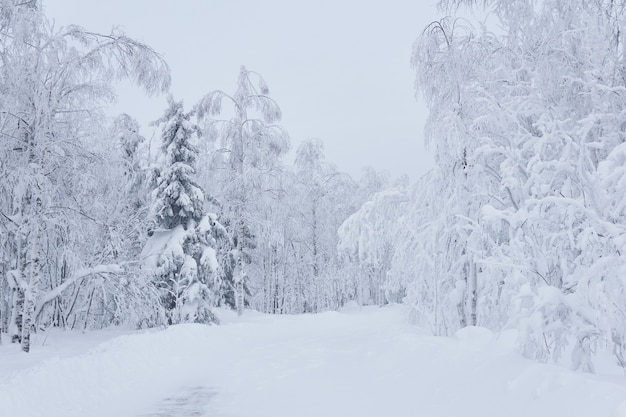 Strada innevata d'inverno tra alberi congelati in un paesaggio gelido