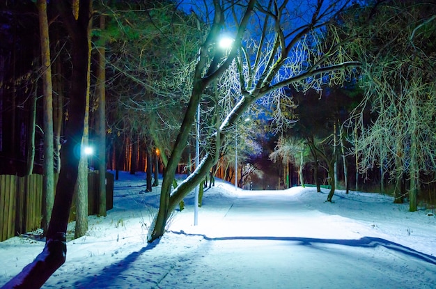 Strada innevata nel parco di notte.