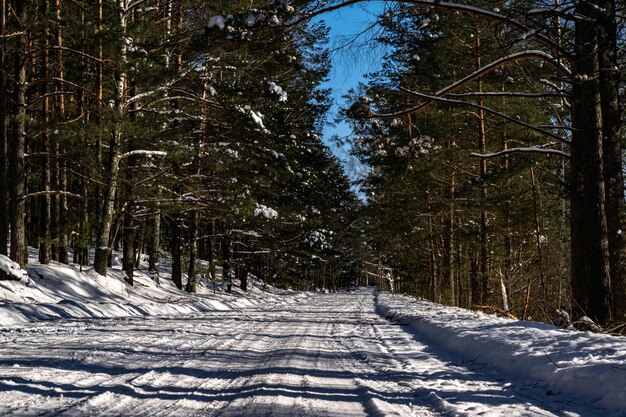 Strada innevata nella foresta di conifere di inverno. Paesaggio invernale. Guida estrema, 4x4. Foto orizzontale.