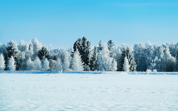Strada invernale con neve in Finlandia. Paesaggio della Lapponia in Europa. Foresta lungo l'autostrada durante il viaggio. Viaggio innevato. Vialetto freddo. Guida in autostrada finlandese nel villaggio di Rovaniemi a nord. Vista con albero