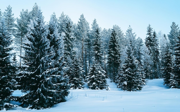 Strada invernale con neve in Finlandia. Paesaggio della Lapponia in Europa. Foresta lungo l'autostrada durante il viaggio. Viaggio innevato. Vialetto freddo. Guida in autostrada finlandese nel villaggio di Rovaniemi a nord. Vista con albero