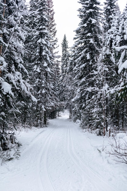 Strada invernale in un bosco innevato, alberi ad alto fusto lungo la strada. Bellissimo paesaggio invernale luminoso.