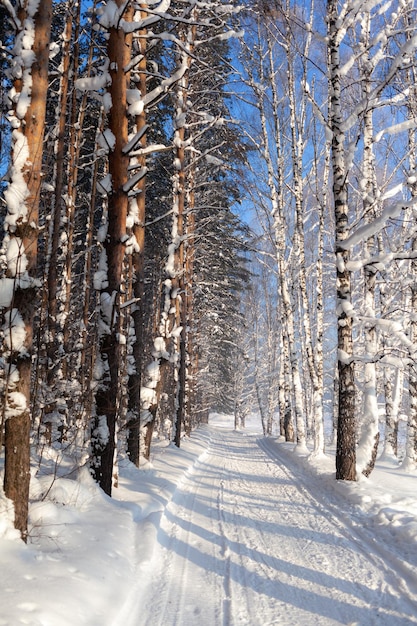 Strada invernale in un bosco innevato, alberi ad alto fusto lungo la strada. C'è molta neve sugli alberi.