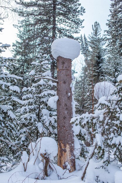 Strada invernale in un bosco innevato, alberi ad alto fusto lungo la strada.