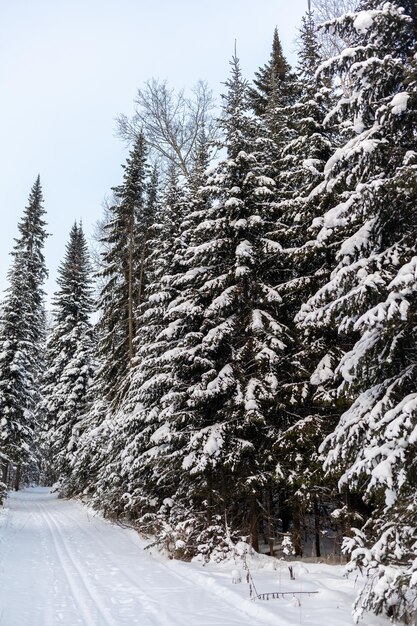 Strada invernale in una foresta innevata alberi alti lungo la strada