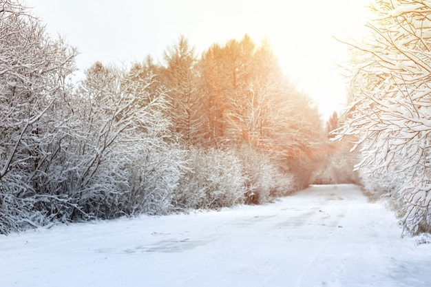 Strada invernale nel bosco