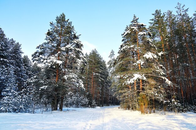 Strada invernale nella neve attraverso la foresta di conifere, su entrambi i lati del manto innevato