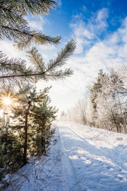 Strada invernale tra gli alberi. Giorno soleggiato