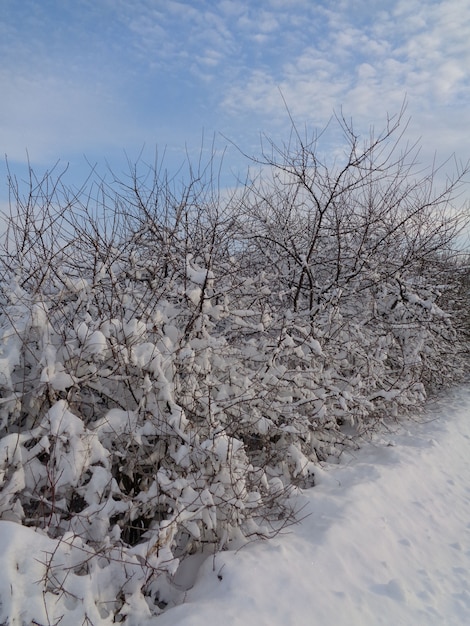 Strada invernale