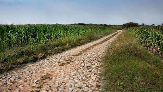 Strada lastricata in pietra nei campi di grano