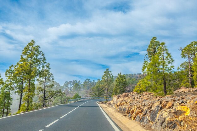 Strada lungo i pini canari nel Parco Naturale Corona Forestal Te