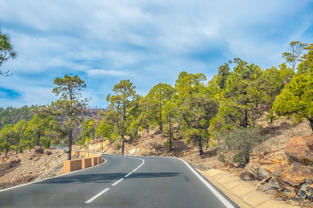 Strada lungo i pini canari nel Parco Naturale Corona Forestal Te