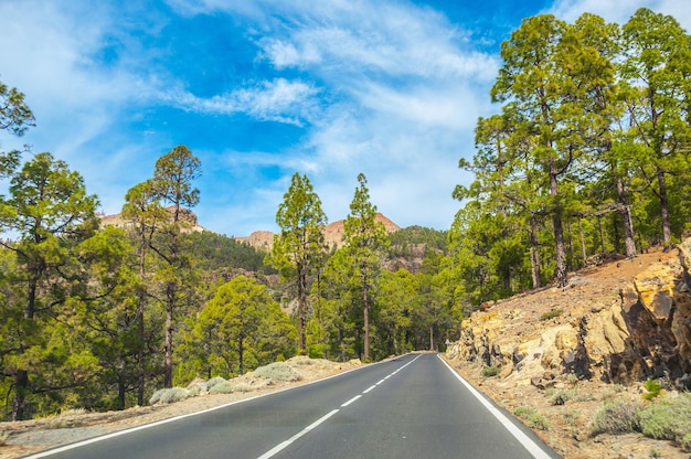 Strada lungo i pini canari nel Parco Naturale Corona Forestal Te