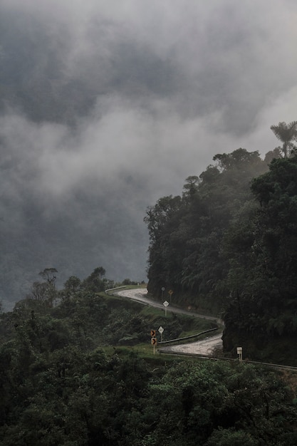 Strada nebbiosa nel mezzo della giungla