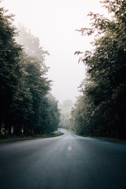 Strada nebbiosa nella foresta