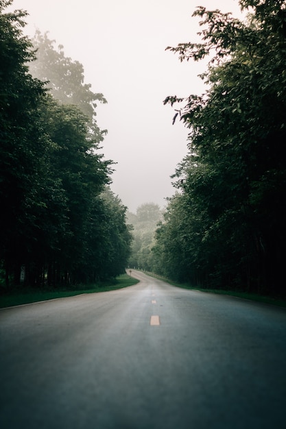 Strada nebbiosa nella foresta