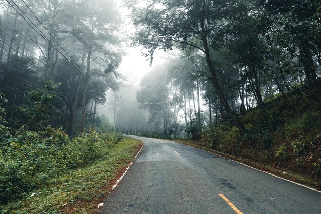 Strada negli alberi della natura della stagione delle piogge della foresta e viaggio nella nebbia