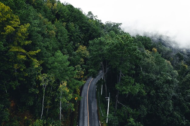 Strada negli alberi della natura della stagione delle piogge della foresta e viaggio nella nebbia