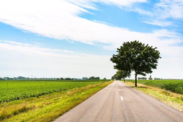 Strada nei campi nella regione dell'Alsazia nel giorno d'estate