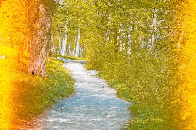 Strada nel bosco, filtro e viraggio su entrambi i lati dell'immagine in giallo