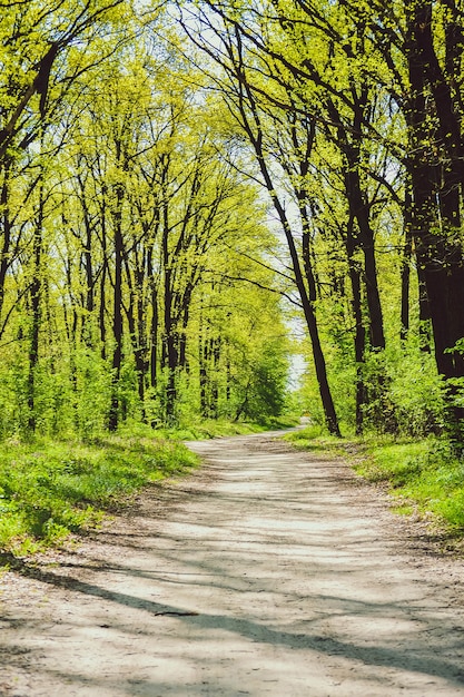 Strada nel bosco tra gli alberi con foglie verde brillante, filtro, sole splendente