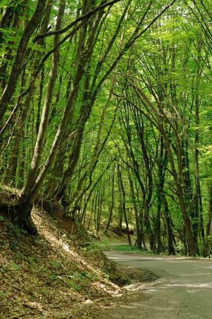 strada nel bosco